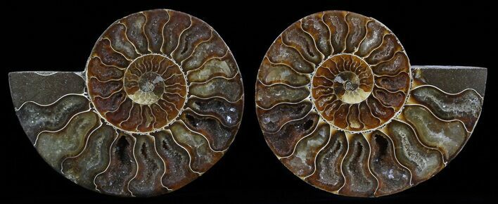 Polished Ammonite Pair - Agatized #51732